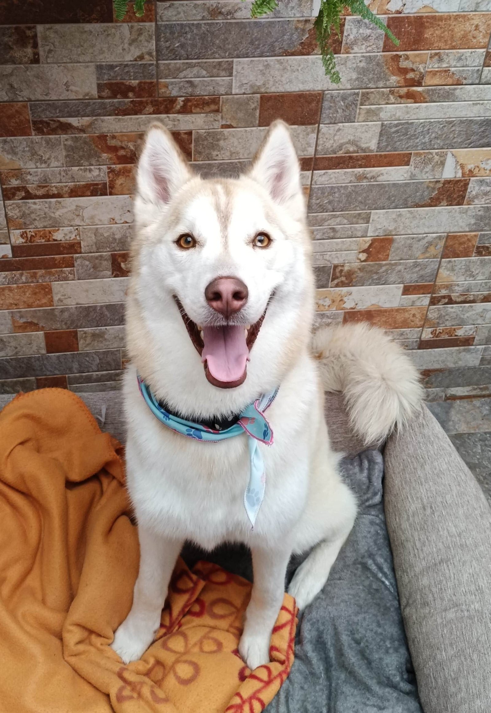 Kira.pet